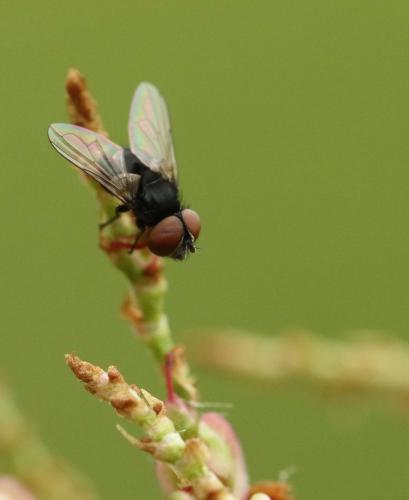 Réf. 193 328 : Phasia barbifrons
